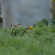 Léiothrix jaune et Chardonneret élégant